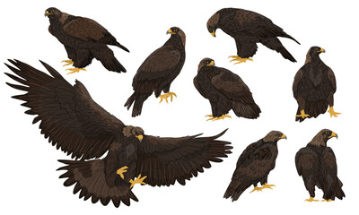 Set of golden eagles Aquila chrysaetos. Golden eagles sitting and flying. Wild bird of prey of the Northern Hemisphere. Realistic vector animal