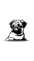 中国のパグのモノトーン画像。コミカルで愛嬌のある顔が特徴。