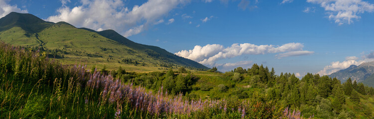 Scenic alpine meadow with vibrant wildflowers, rugged mountains under blue sky with fluffy clouds. Tonale Pass, Italy. Summer landscape. Dolomite Alps. Mountain landscape panorama, greenery scene