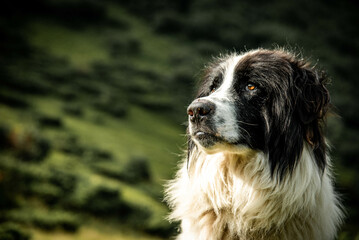 Majestic Mountain Dog in Serene Alpine Landscape