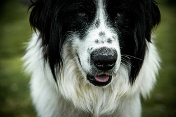 Majestic Mountain Dog in Serene Alpine Landscape