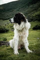 Majestic Mountain Dog in Serene Alpine Landscape