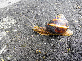 Garden snail crawls on wet asphalt. Top view