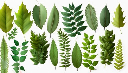 The beautifully arranged leaves form a heart shape, contrasting against a pristine white background that enhances their visual appeal