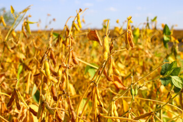 Ripe golden brown soybeans in a soybean plantation at sunset, close-up. Soy pods. Soybean field in...