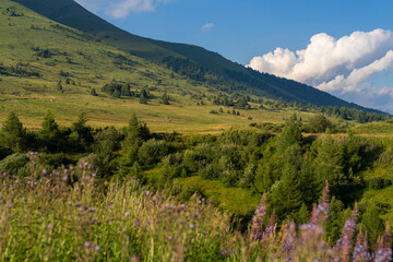 Scenic alpine meadow with vibrant wildflowers, rugged mountains under blue sky with fluffy clouds. Tonale Pass, Italy. Summer landscape. Dolomite Alps. Mountain landscape panorama, greenery scene