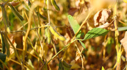 Ripe golden brown soybeans in a soybean plantation at sunset, close-up. Soy pods. Soybean field in golden glow. Concept of good harvest, world food crisis