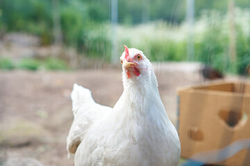 chicken on the farm