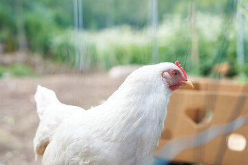 chicken on the farm
