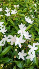 Gardenia jasminoides ดอกพุดศุภโชค