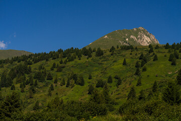 A vibrant green mountain slope dotted with pine trees, set against a bright, clear blue sky, showcasing the peaceful beauty of nature in summer