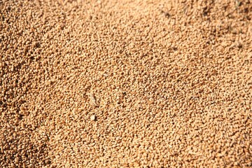 Texture of wheat grains as background, closeup