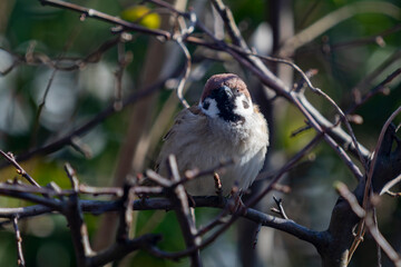 枝にとまるスズメ