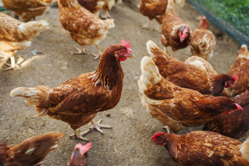 brown chicken or hen lay eggs in rural farm