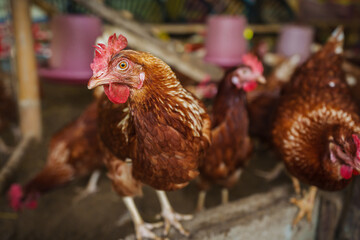 brown chicken or hen lay eggs in rural farm