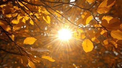 A bright yellow sunburst shining through the branches of a tree, casting golden light on the leaves.