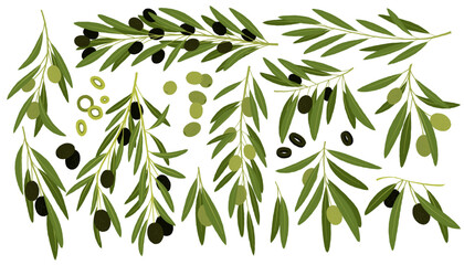 Obraz premium Green and black olives. Cartoon organic mediterranean fruit, agriculture organic vegetable vegan food, natural healthy product. Vector isolated set.eps