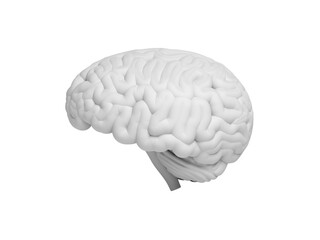 Brain. Isolated. 3d illustration.