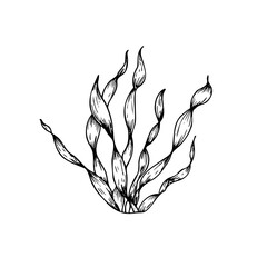 Vector algae. Hand painted line seaweed, laminaria sketch. Graphic tropical clip art isolated on background. Underwater illustration. For designers, invitations, decoration, postcards, wrapping paper