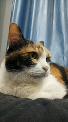 calico cat แมวสามสี