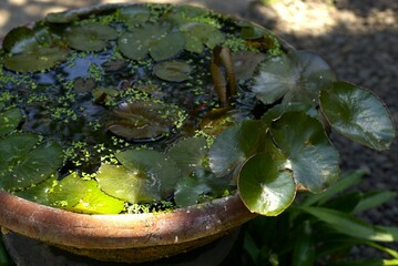 water lily leaves with duckweed on the pot