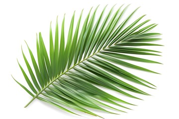 Obraz premium Green palm leaves isolated on white background with copy space for text.