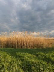 Obraz premium landscape with grass and clouds