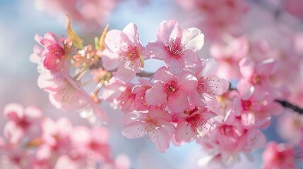 Fototapeta premium Japanese cherry blossom wallpaper