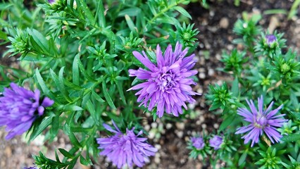 Green leaves of the plant. Nature leaves, green tropical forest, background concept