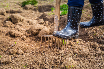Elderly gardener digging soil with a garden fork to cultivate soil ready for planting, autumn...