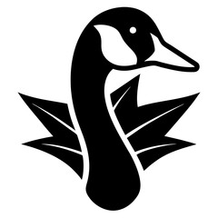 black and white duck