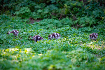 Nilgans-Küken in der Natur