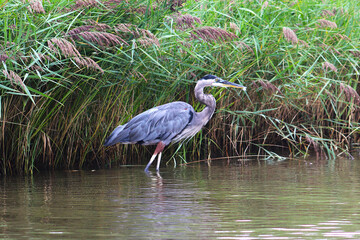 great blue heron ardea cinerea