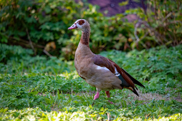 Nilgans in Seitenansicht