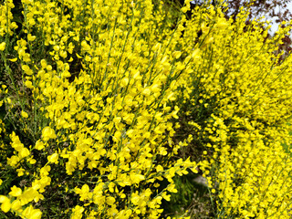 Broom. Cytisus. Yellow flowers.