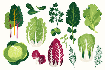 Flat salad. Cartoon healthy vegan food ingredients, fresh greens and spices, healthy food and low callories concept. Vector isolated set.eps