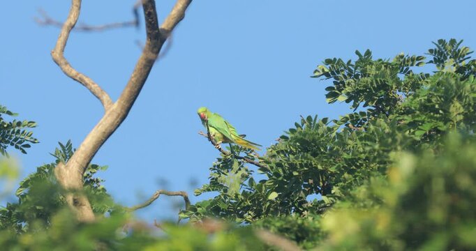 Indian Green Parrot on tree