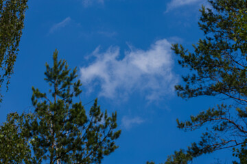 Blue sky and white and gray clouds. Texture background for design.