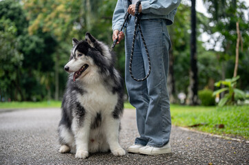 A healthy, fluffy Siberian husky dog is walking on a leash with its owner in a green park. © bongkarn