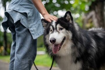 A close-up of a beautiful Siberian husky on a leash in a green park.