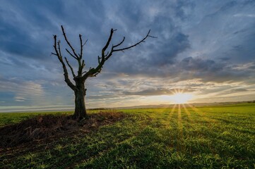 Fototapeta premium tree in the field