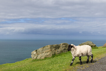 A young Scottish Blackface lamb walks along a grassy coastal road in Ireland, with the Atlantic Ocean and rocks in the background © Artem
