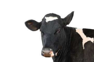 Portrait of black cow isolated on white background