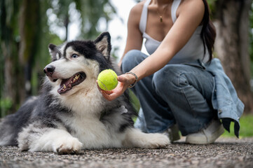 A beautiful Siberian husky dog lying on the street and playing a tennis ball with its owner.