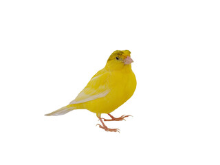 canary isolated on white background