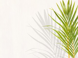 Young palm or coconut leaves with isolated white background. Clipping path set. Palm leaf set...
