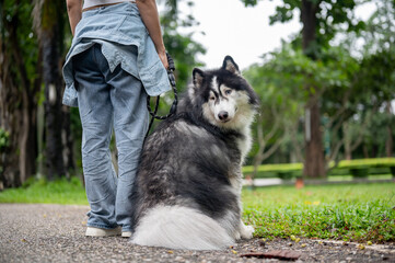 A beautiful, fluffy Siberian husky dog on a leash is sitting beside its owner, in a park.