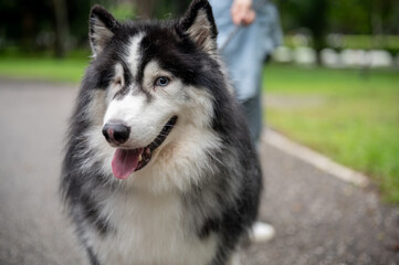 A close-up image of a gorgeous, fluffy Siberian husky dog in a park with its owner.