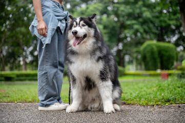 A beautiful, fluffy Siberian husky dog on a leash is sitting beside its owner, in a park.