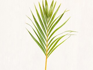 Young palm or coconut leaves with isolated white background. Clipping path set. Palm leaf set isolated. Empty space for text